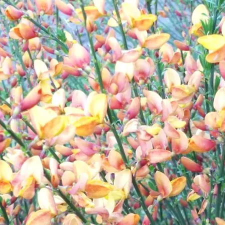 Rechthuis Zouteveen Bed & Breakfast 4*